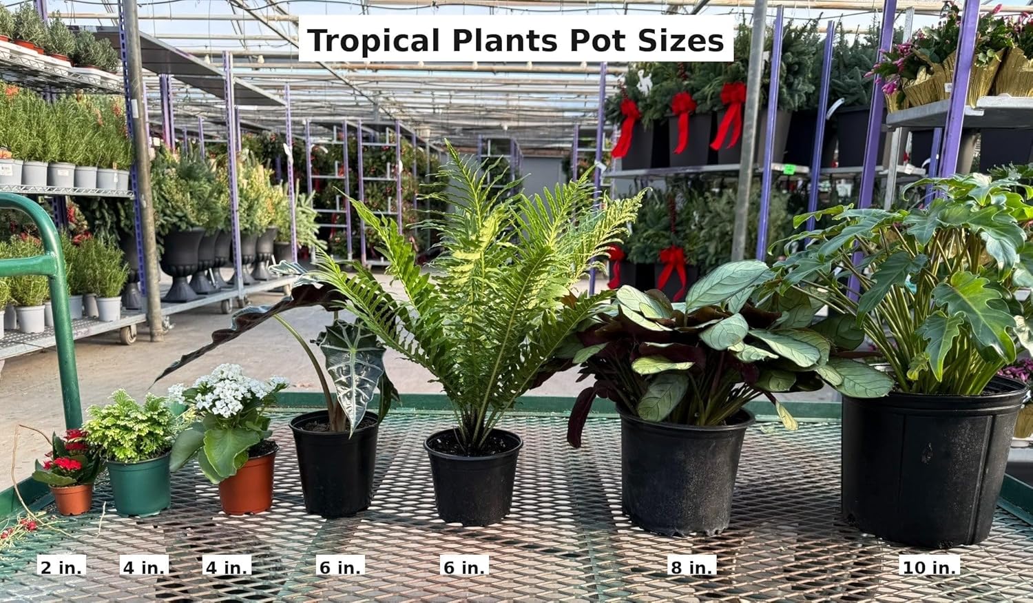 Council Fig Ficus altissima Large Evergreen Tree Landscape Plant Garden Decor 6" Pot