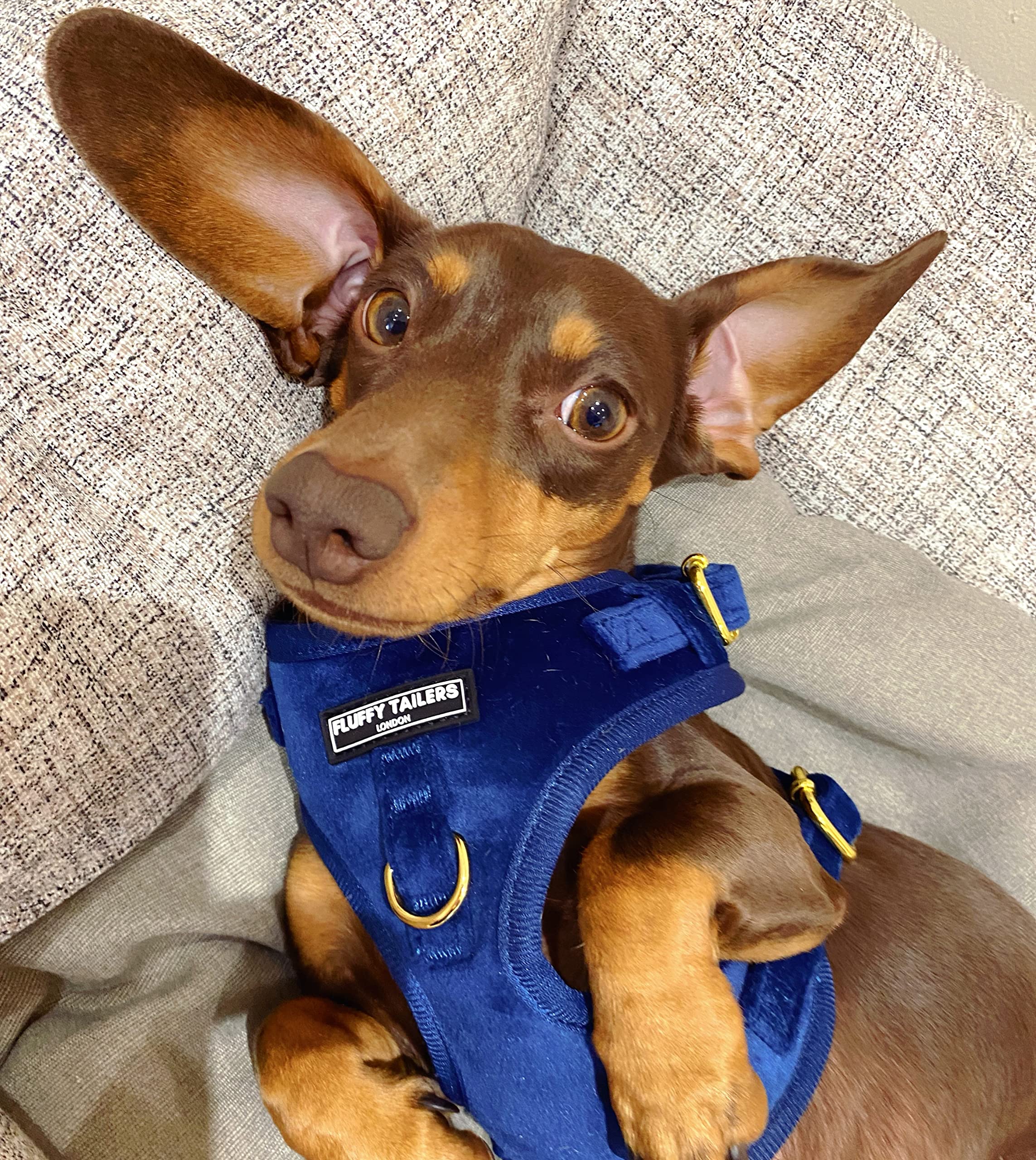 Royal Blue Velvet Collection- arnés para perro, cuello, pajarita, correa y soporte para bolsa (extra pequeño)