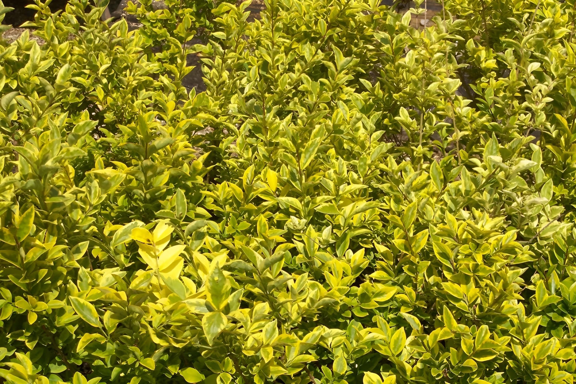 Stauden Gänge 10 x Ligustrum ovalifolium 'Aureum' Goldliguster winterhart | Goldene Heckenpflanze für Sonne bis Halbschatten, Blüte Juni bis Juli, mehrjährig, schnittverträglich, 9x9 cm Topf