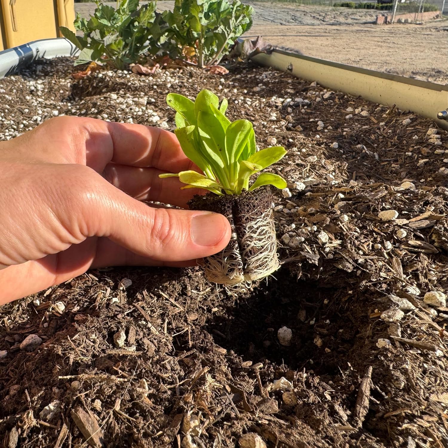 Calendula Seedlings: Ready-to-Plant, Starts, Starters, Plugs, Garden Ready, Live Plants, Transplants, Pre-Sprouted, Soil & Hydroponic Gardens (12 Seedlings)
