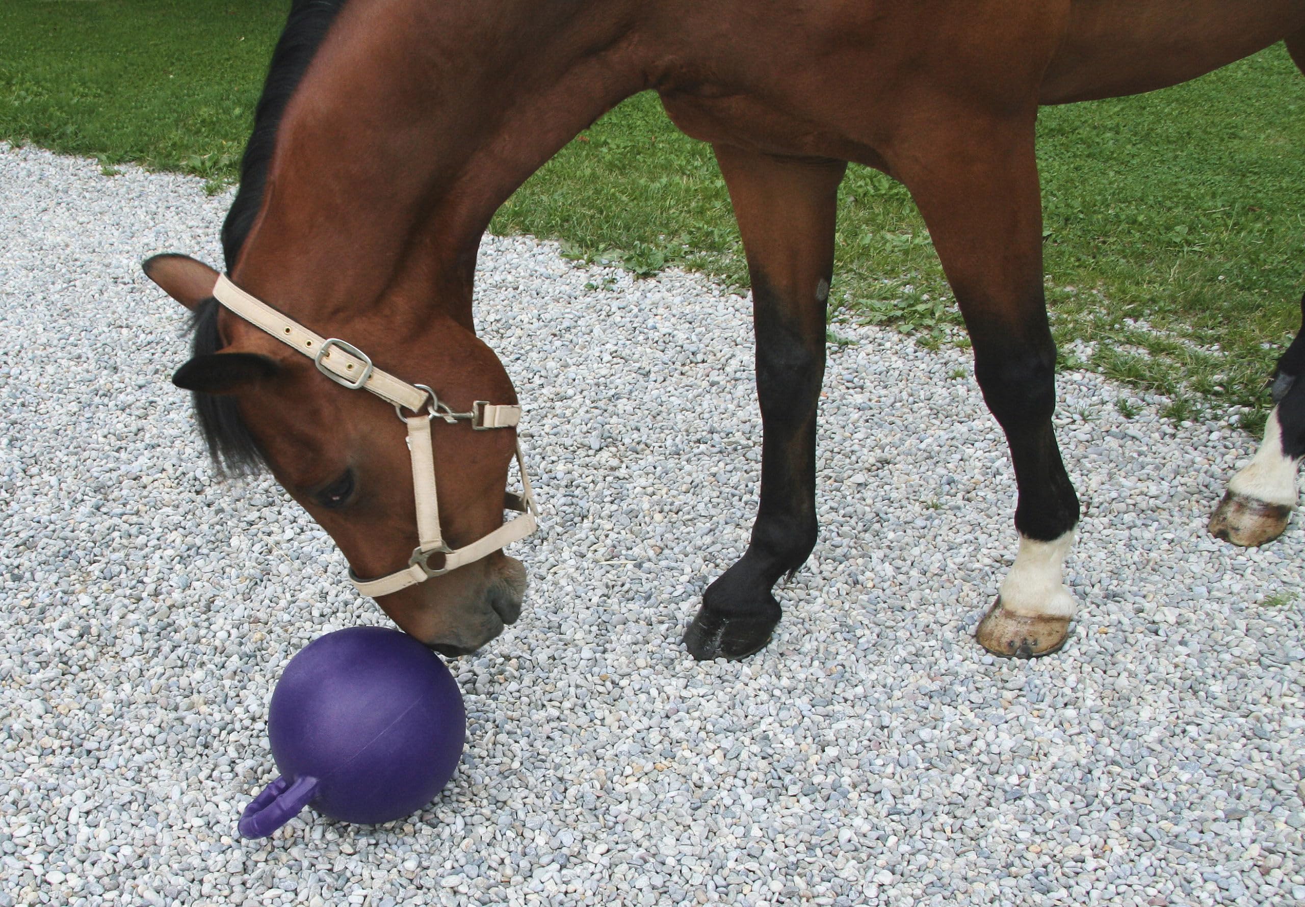 Kerbl Caballo Jugando a la Pelota, Sabor Menta, Morada, 25 cm, Resistente a mordidas, con válvula Especial