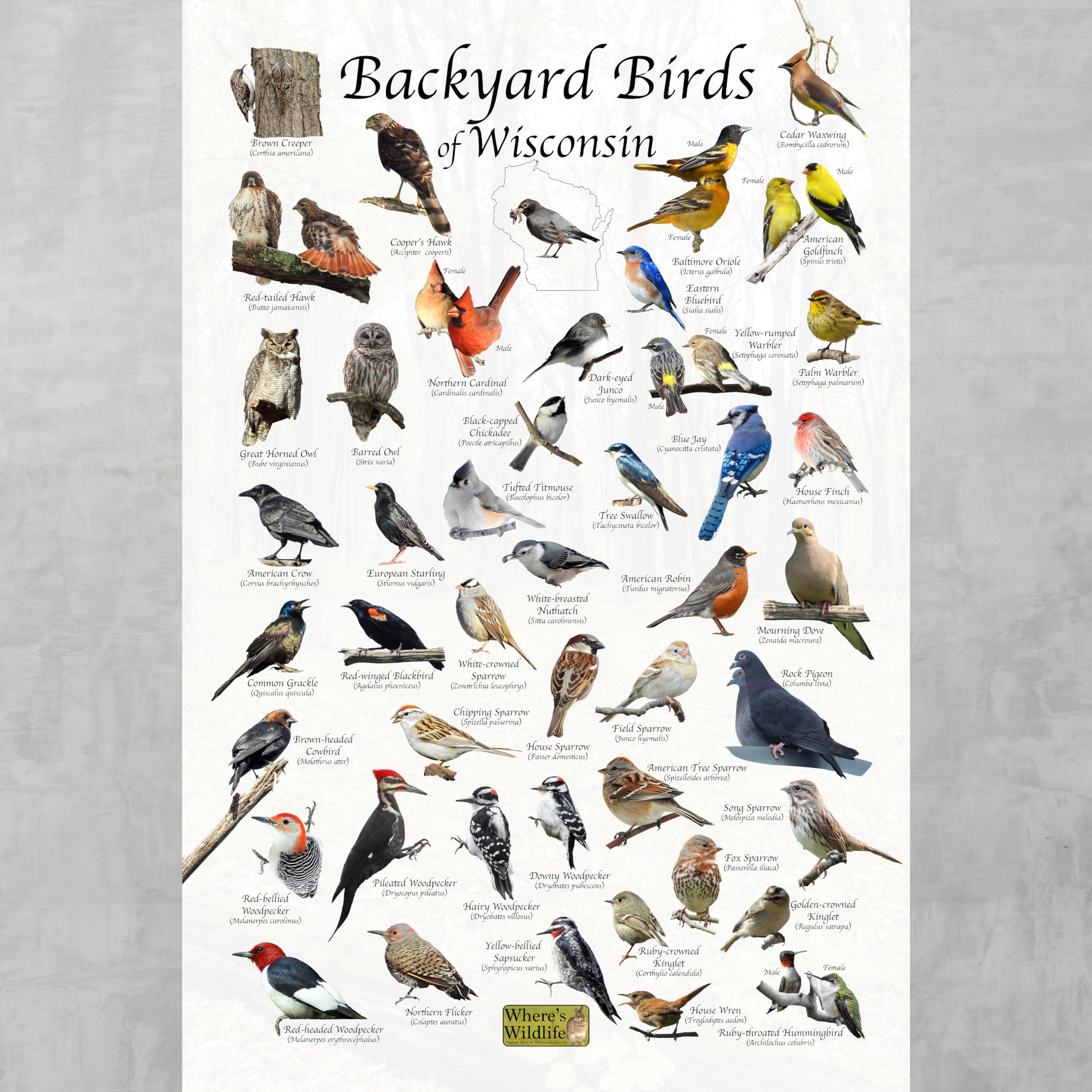 Images Of Birds In Wisconsin 20 Of My Favorite Wisconsin Bird Photos