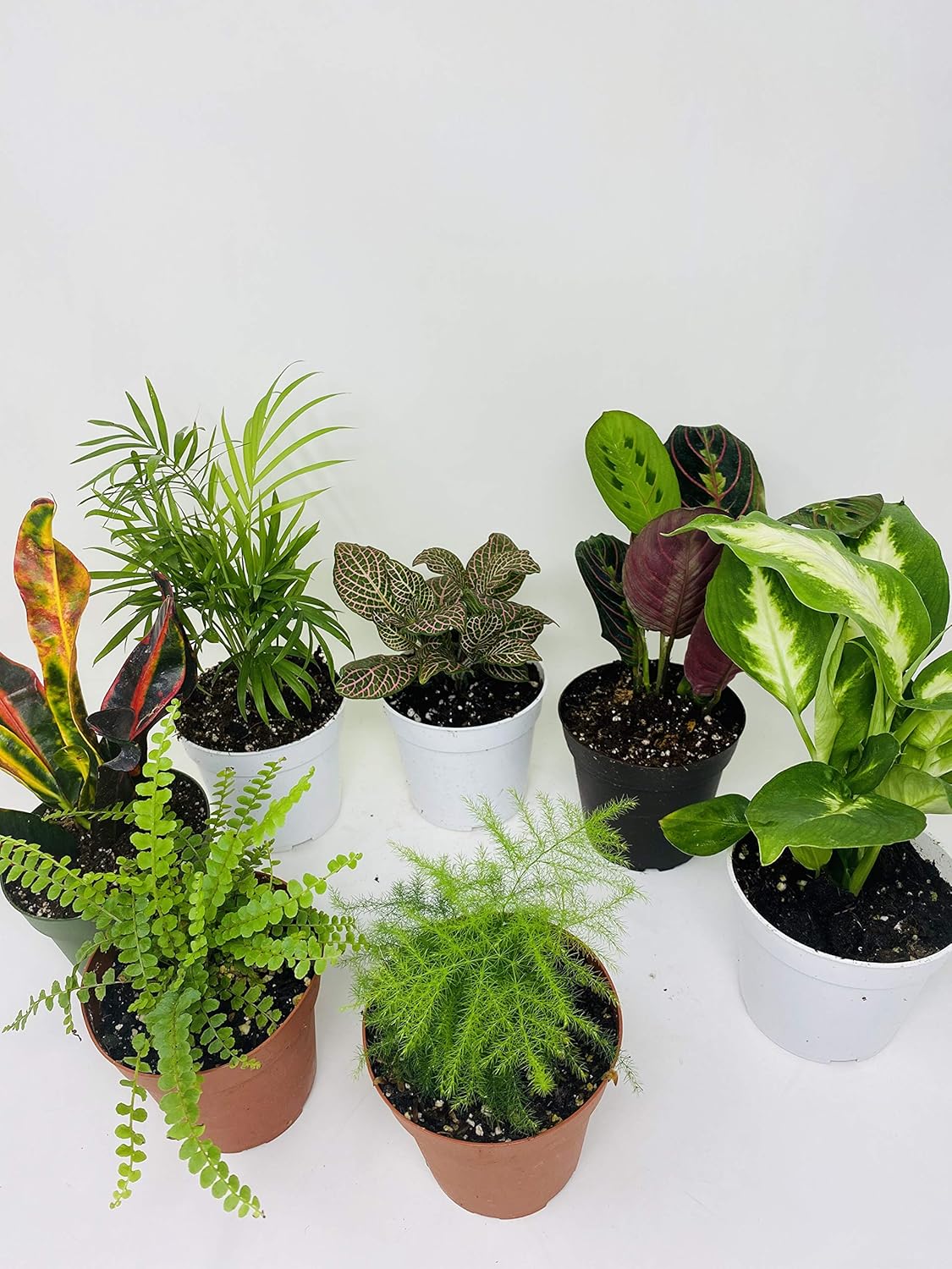Terrarium & Fairy Garden Plants - 5 Plants in 4 Pots Unique-from Jmbamboo