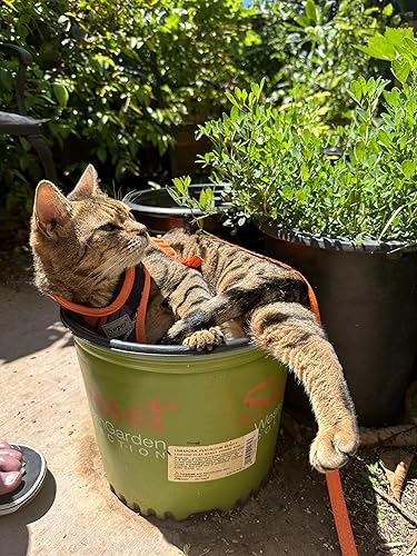 Miniatura 9 de Fruitmommy Fertilizante orgánico de respuesta rápida  Alimento vegetal soluble en agua para verduras de interior y exterior, flores, árboles