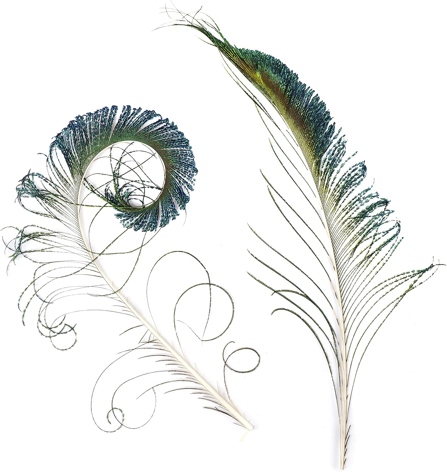 Natural Peacock Sword Feathers - 12-20" 25pc Packaged Art Supply DIY Craft Décor