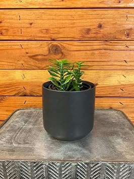 Euphorbia Tithymaloides Nana Green, 4" Plant