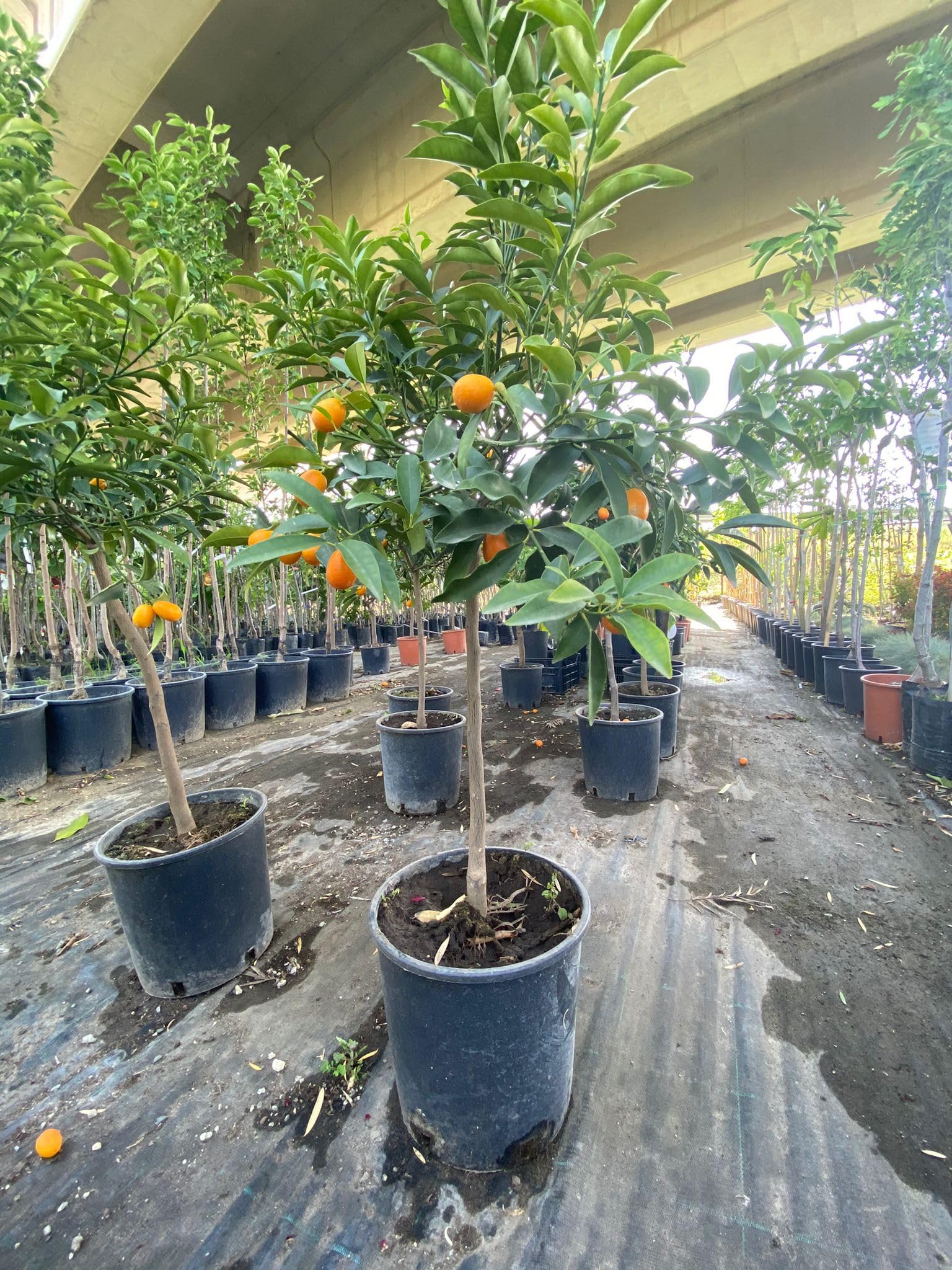 KumQuat Mandarino Cinese Per Torte E Dolci - Foto 6