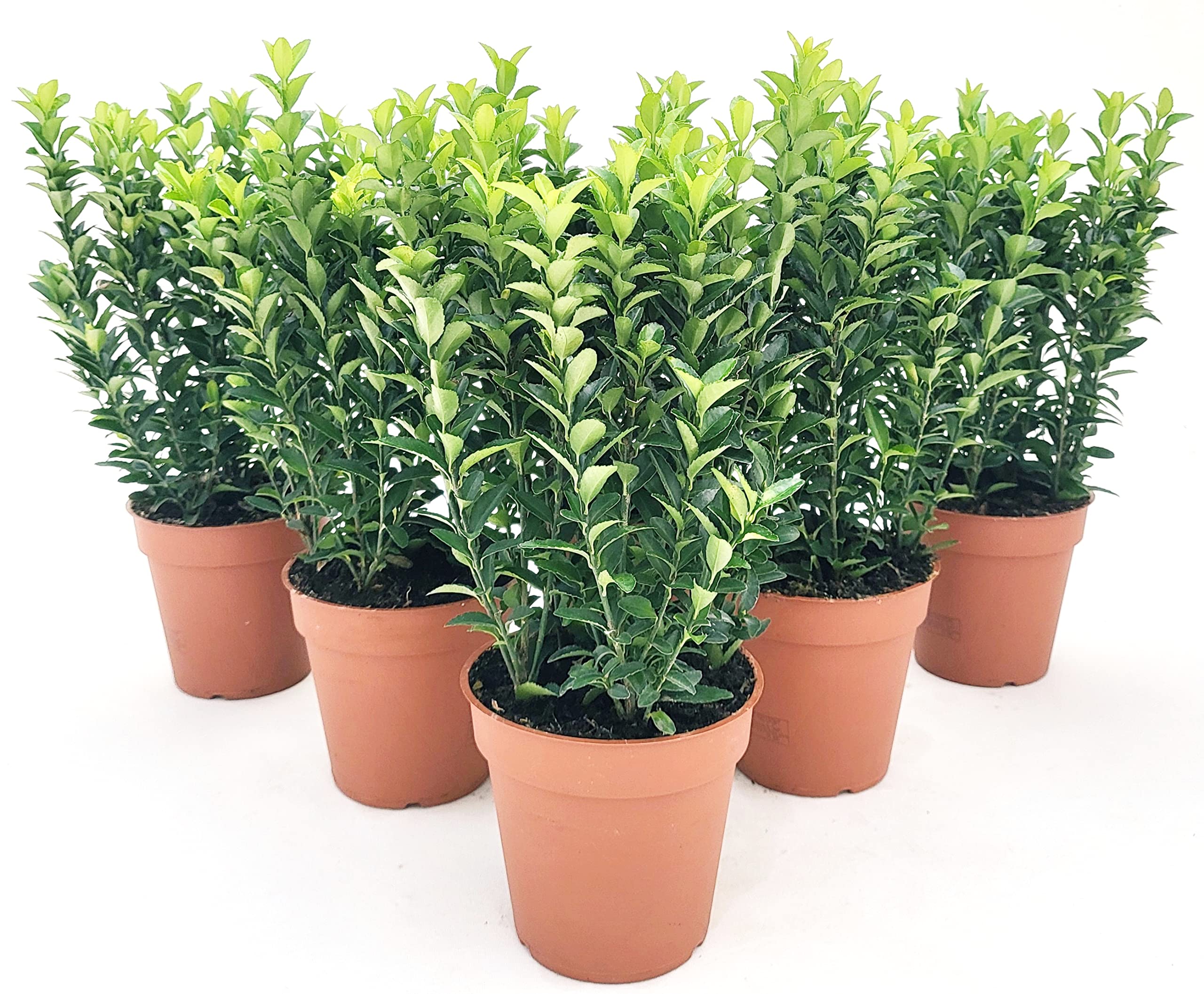 POWERS TO FLOWERS - EUONYMUS GREEN SPIDER, 6 PIANTE, BUXUS, BOSSO, VASO 13CM DIAMETRO, piante vere