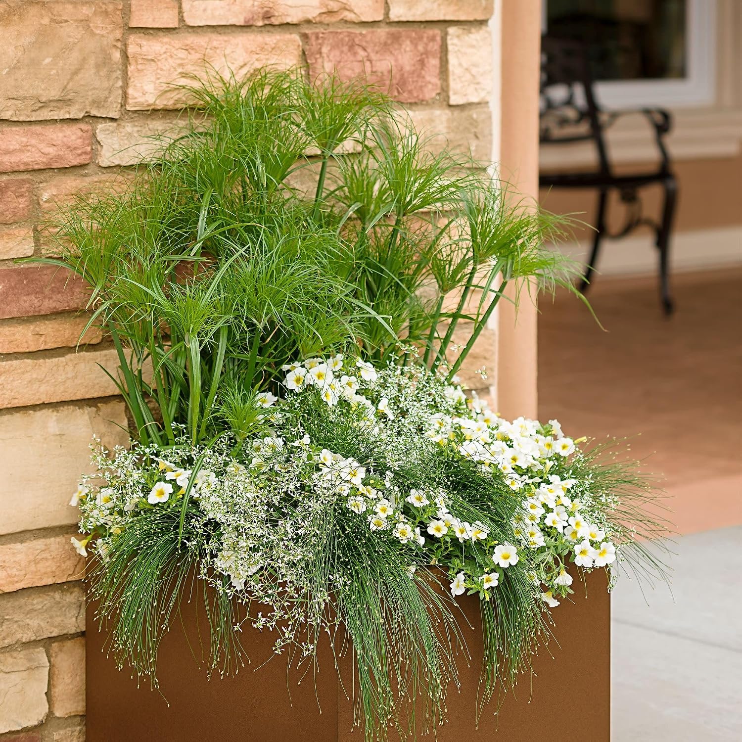 Proven Winners Diamond Frost Euphorbia Live Plant, Eco+ Grande, 4 Pack