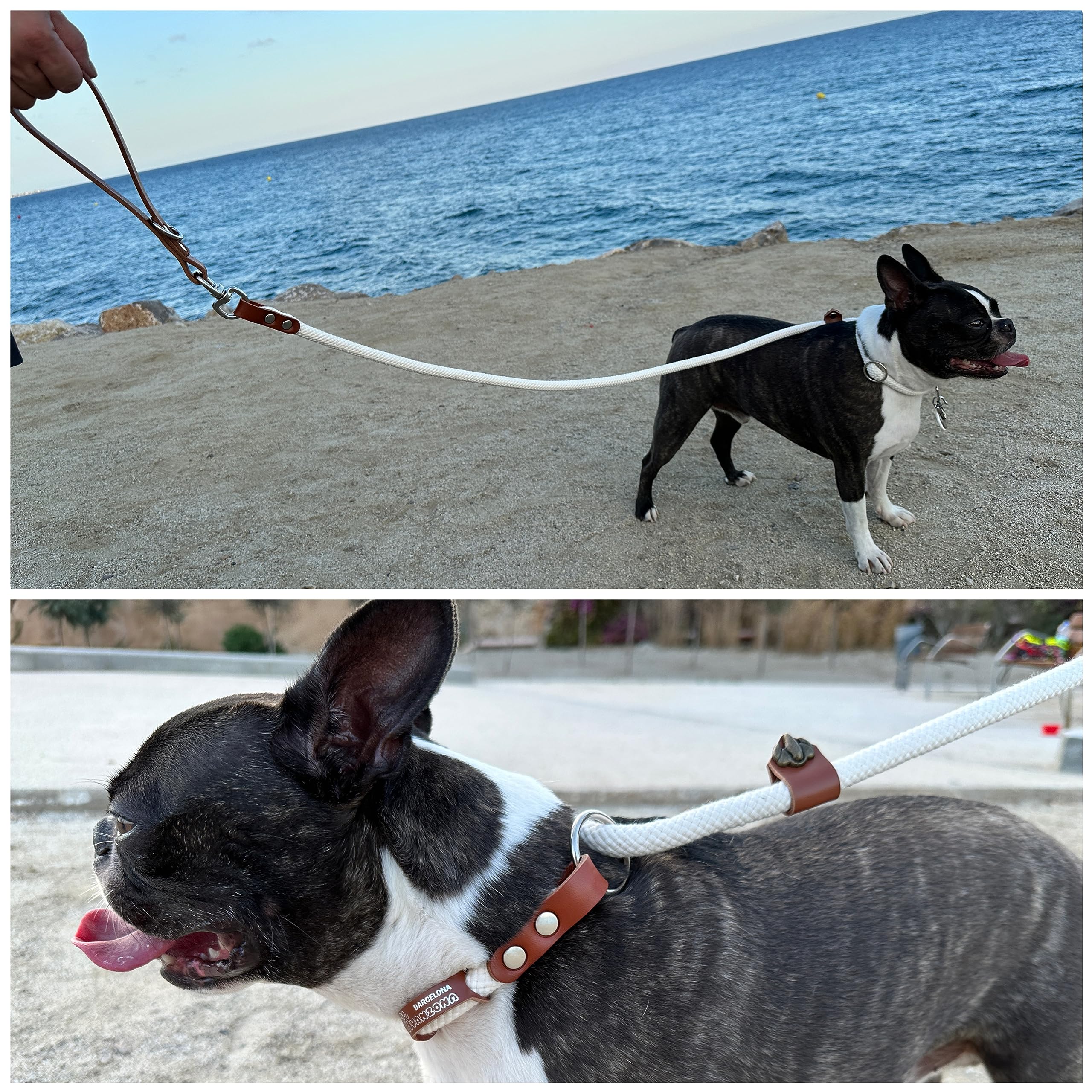 Correa 2 en 1 con Collar Integrado y Asa de Cuero, Antitirones para Perros de Tamaño Pequeño a Grande, Fabricado en España. Blanco&Coñac