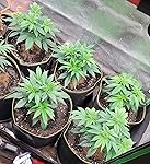 Review Image by Mike Mike