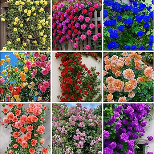Semillas de rosas trepadoras para plantar, más de 300 semillas de flores trepadoras, rosas y rosas trepadoras