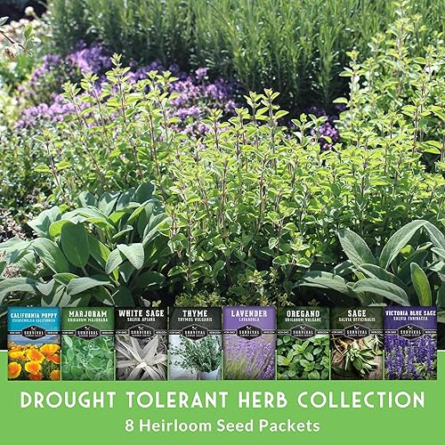 Miniatura 3 de Drought-Tolerant Flower & Herb Seed Collection - 8 Packets of Seeds to Grow Drought-Resistant Plants for Growing in Xeriscape Gardens - Non-GMO