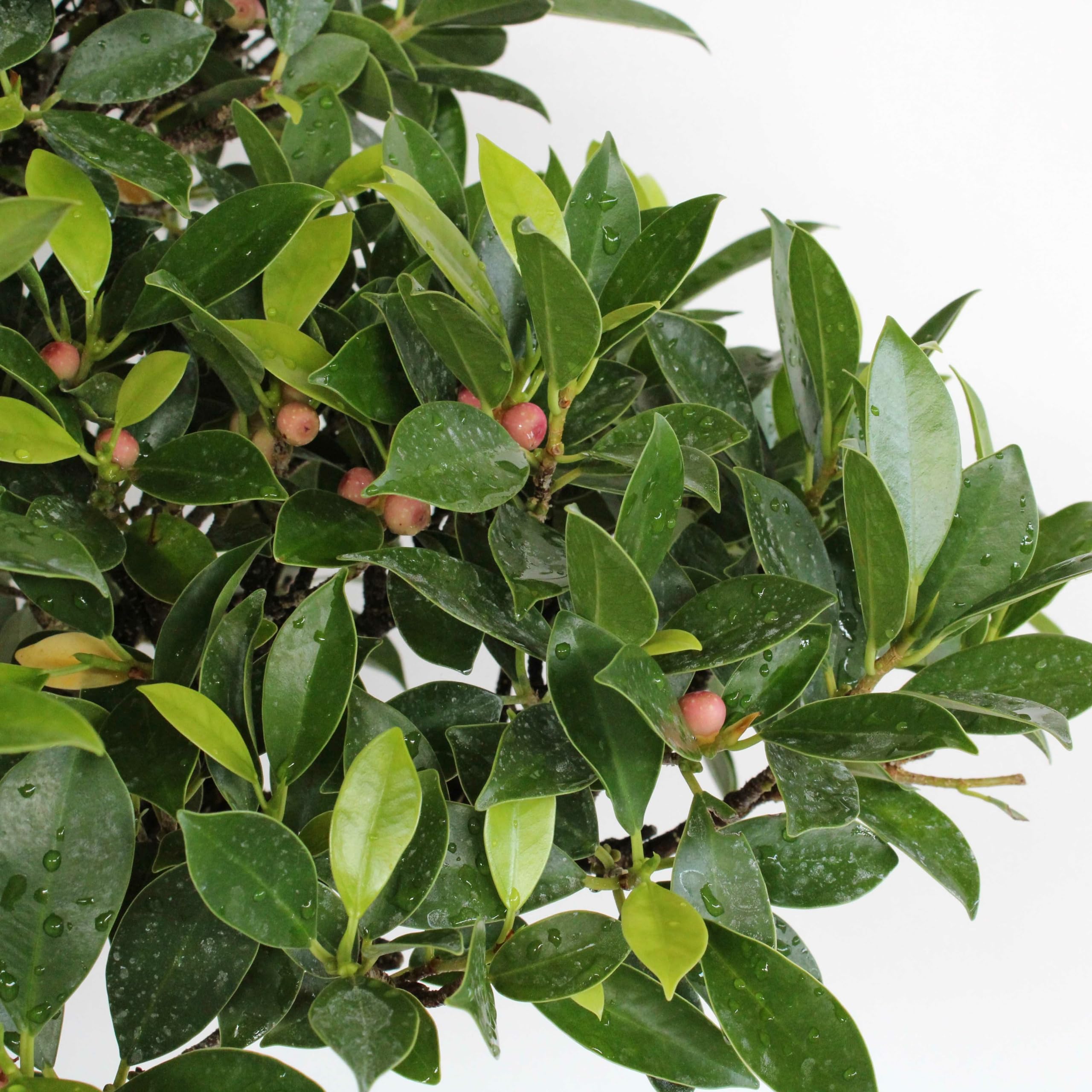 KENTIS - Bonsai Ficus Microcarpa - Bonsai Ficus Retusa - Naturalles Plantes d'Intérieur - Pot en Céramique Artisanal - H 95-105 cm Pot Ø 46 cm