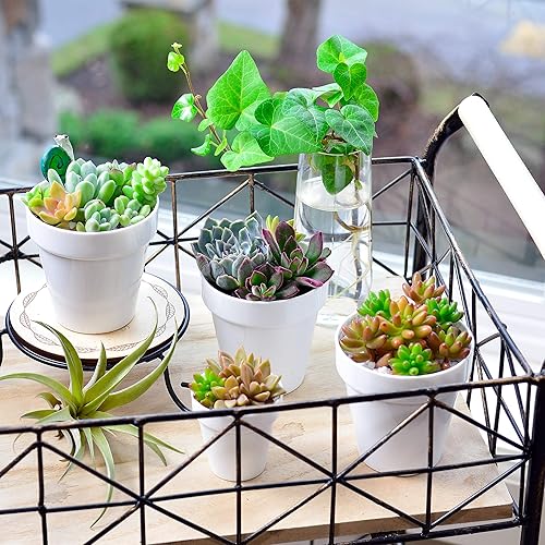 Miniatura 6 de Youngever Paquete de 24 mini macetas de plástico de 2 pulgadas, macetas de interior, maceta de jardinería blanca con drenaje, no incluye planta