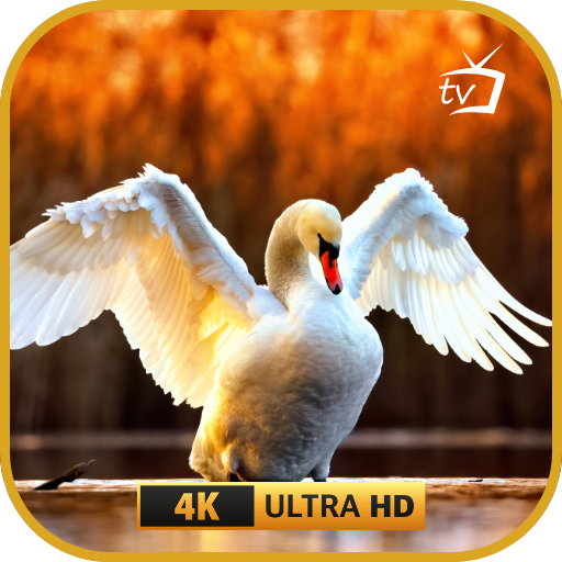 Swan Lake Tranquility – UHD Swans Floating Peacefully with Nature Ambience – Fire TV