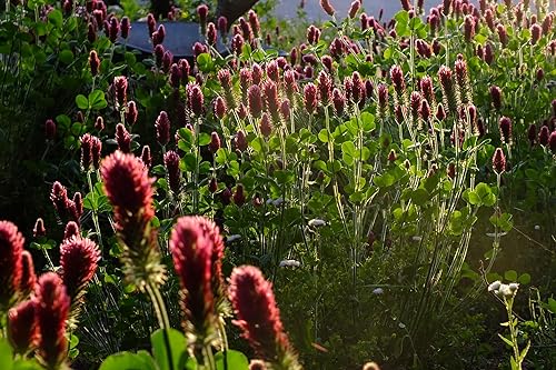 Miniatura 2 de Semillas de trébol carmesí (Trifolium incarnatum)  Paquete de 975, certificadas orgánicas, sin OMG, polinización abierta, semillas de flores sin