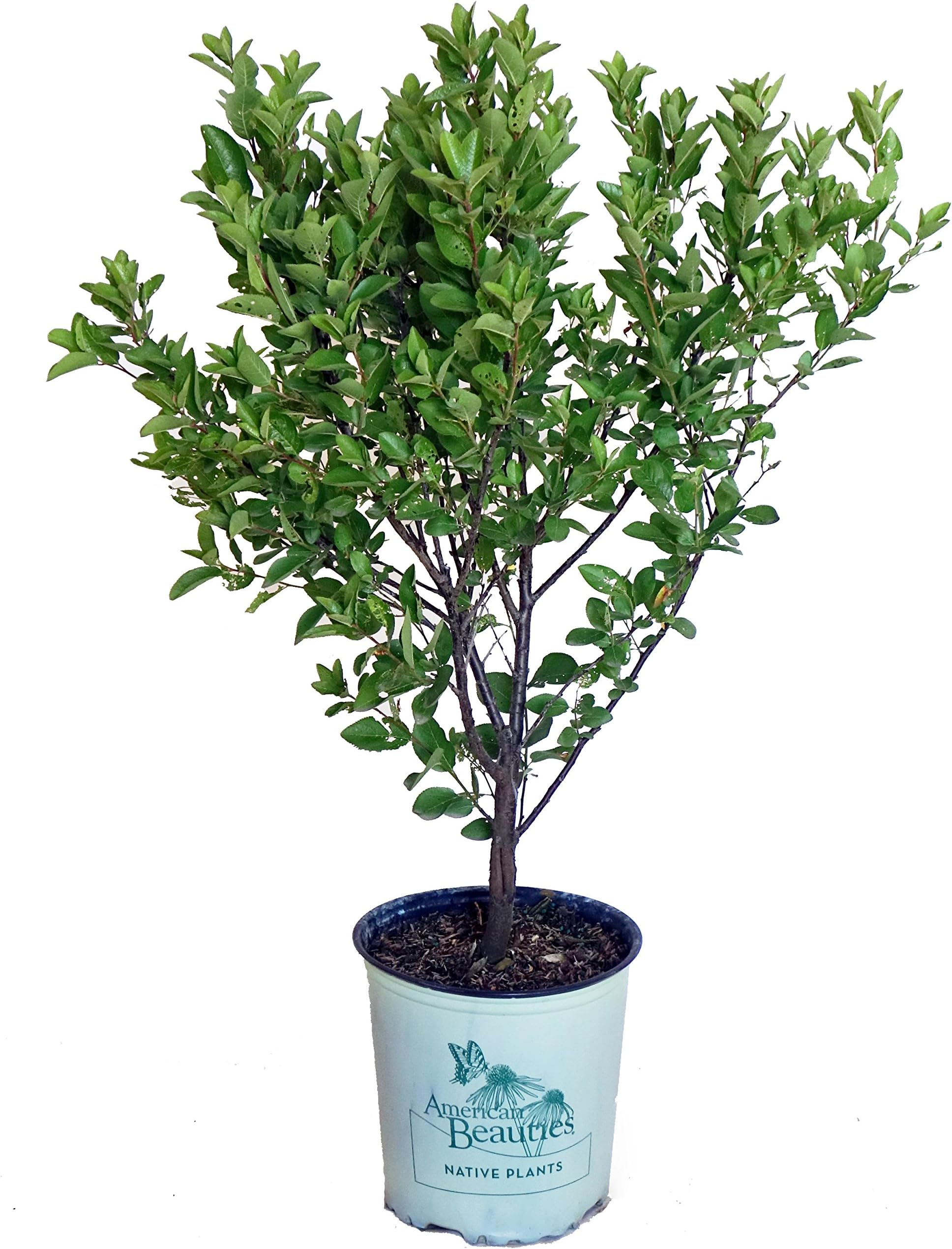 American Beauties Native Plants - Prunus maritima (Beach Plum) Shrub, , #2 - Size Container