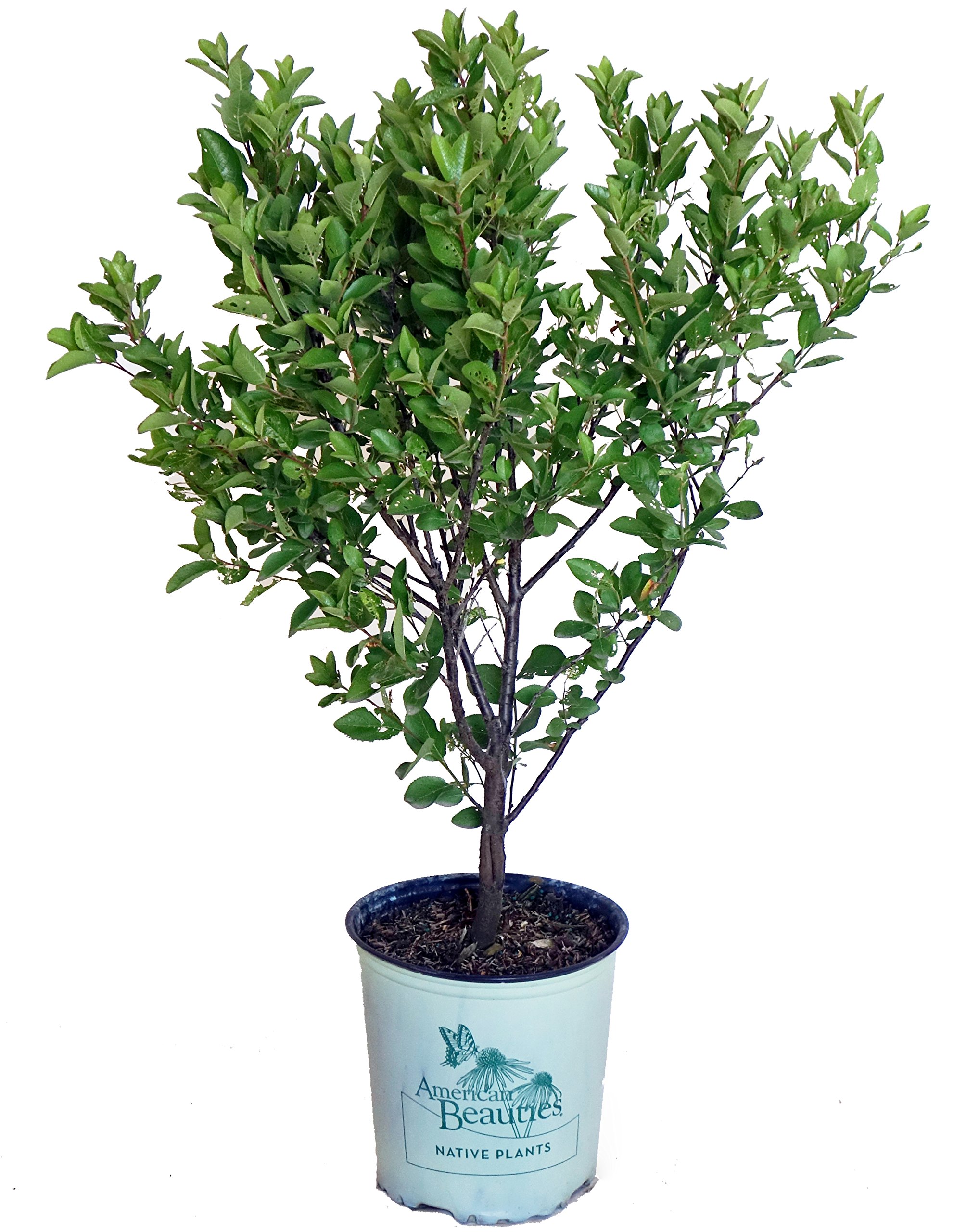 Buy American Beauties Native s Prunus maritima (Beach Plum) Shrub