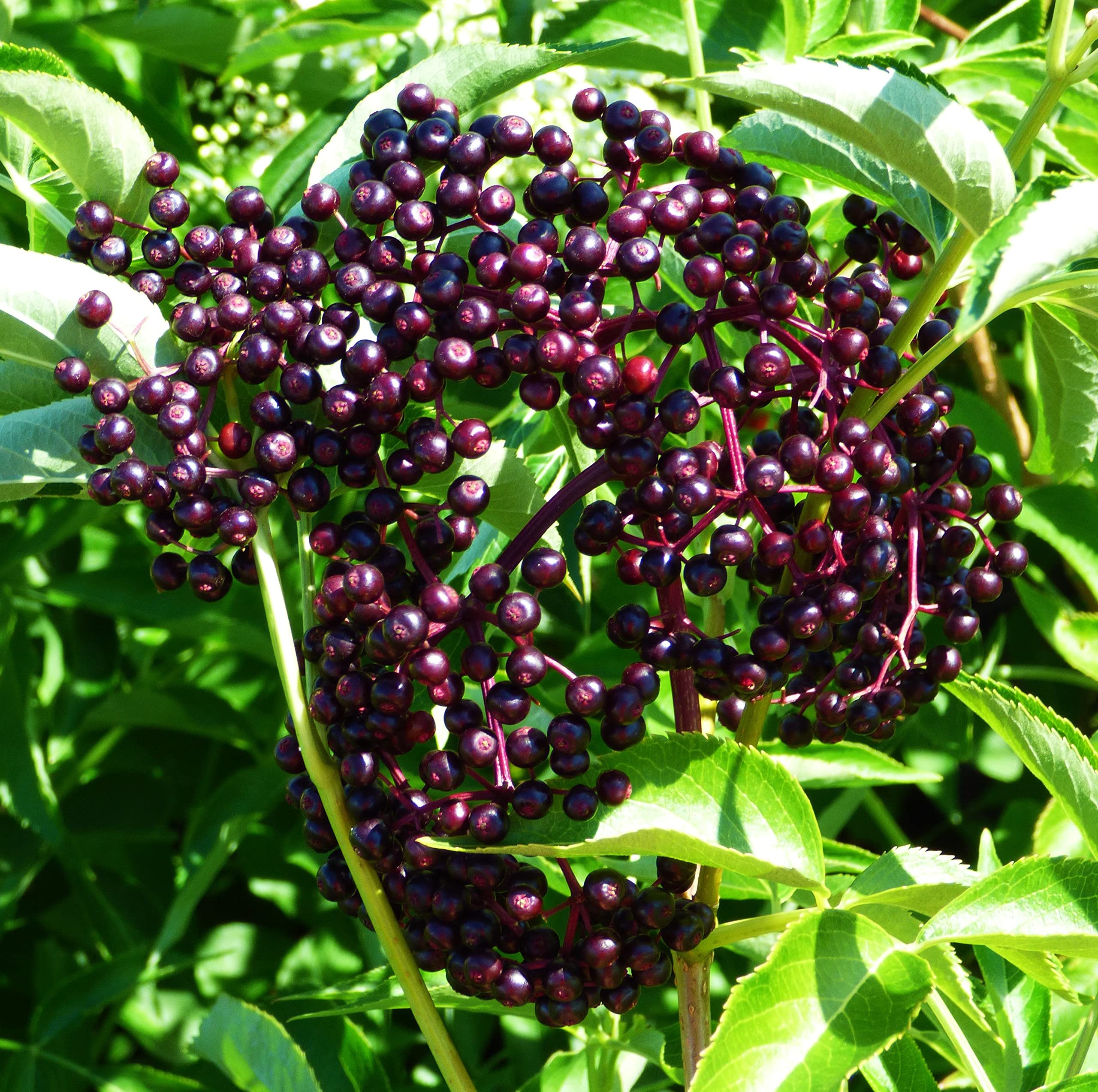 See full amazon price history chart for Mphmi Live Plant Nursery NCR American Elderberry, Sambucus - Plant Mphmi Live Plant Nursery NCR American Elderberry, Sambucus - Plant (B0C3BH5QNN) Amazon Price History, Amazon Price Tracker