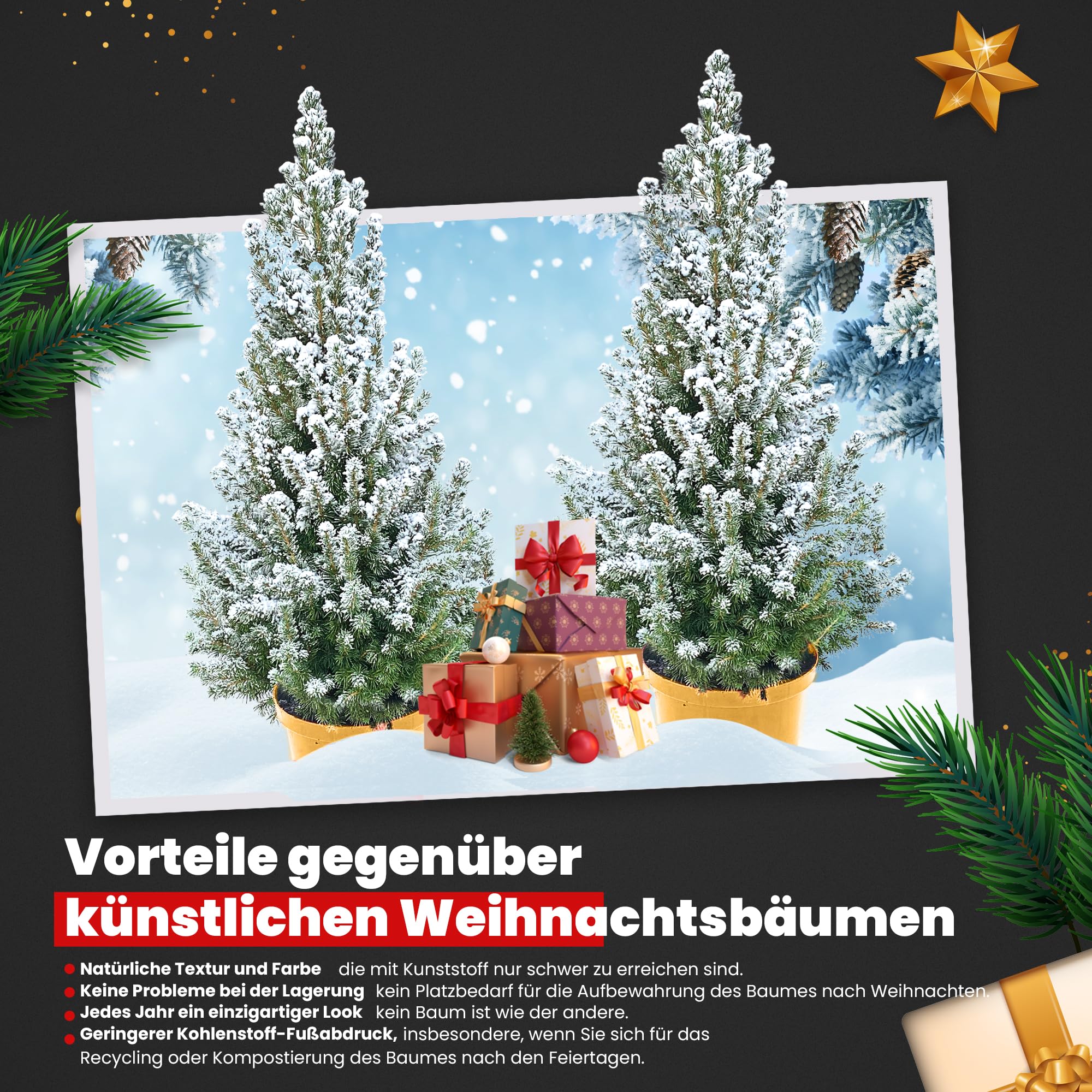 Sunny Tree - Echter Weihnachtsbaum - Weihnachtsbaum - Weihnachtsbaum im roten Topf - Mini-Weihnachtsbaum - Tannenduft