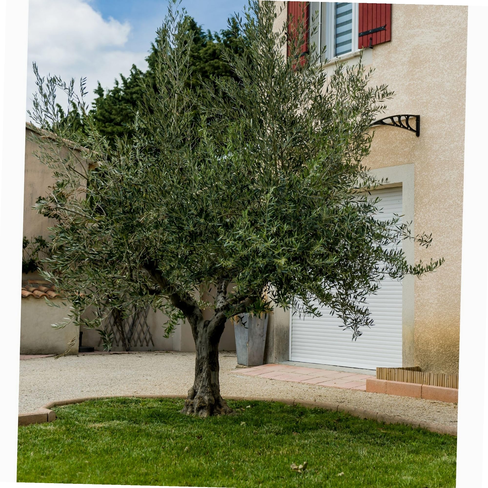 WERKA PRO, Filet de récolte robuste et pratique pour olives, fruits et noix - Conception double trame avec œillets en aluminium pour une installation facile - 6 x 6 m, vert et noir.