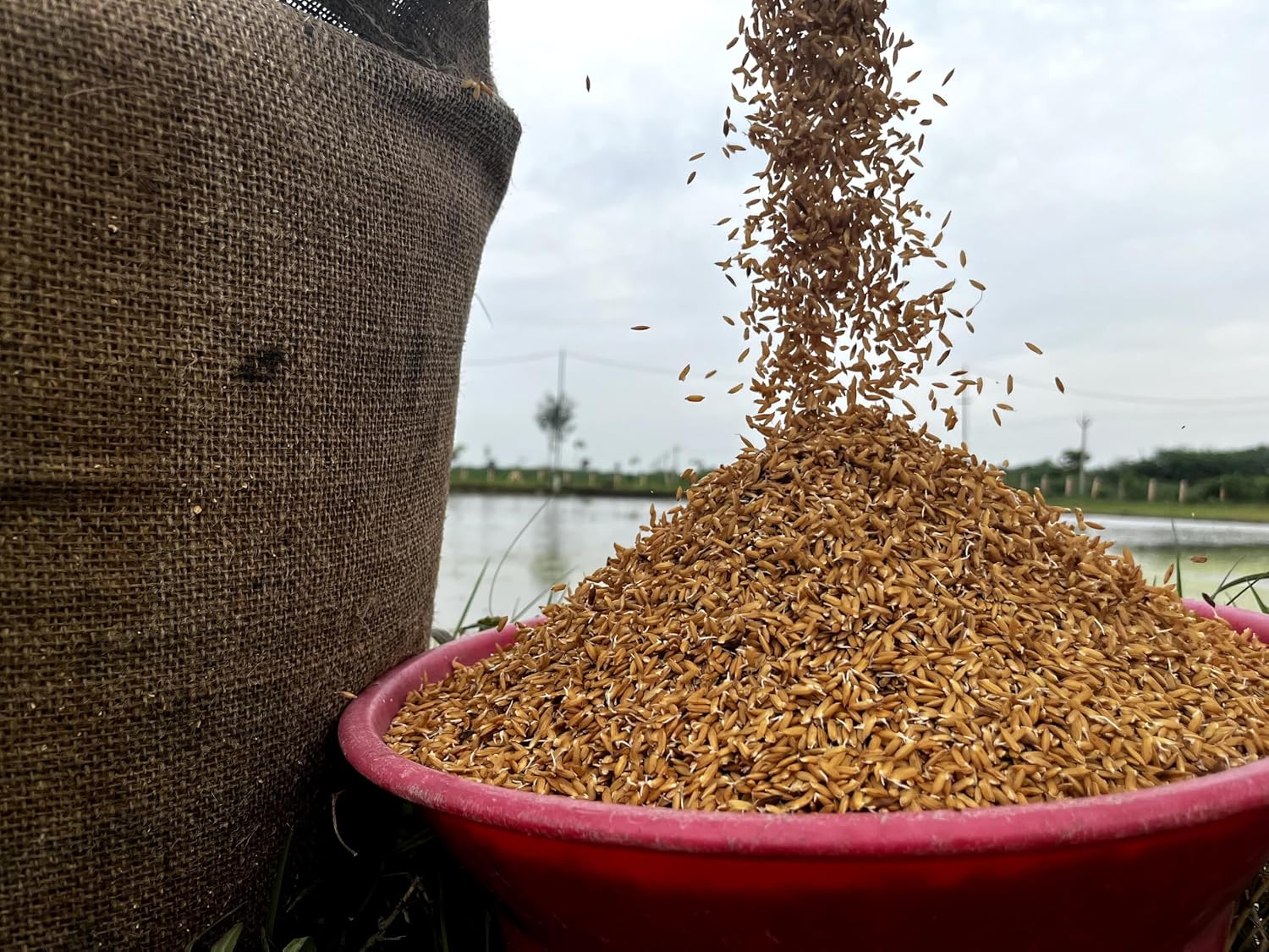 Rigel Spices | Thooyamalli Rice (4Lbs)| Jasmine Rice | 12+months aged | Sustainably grown naturally gluten free heritage rice