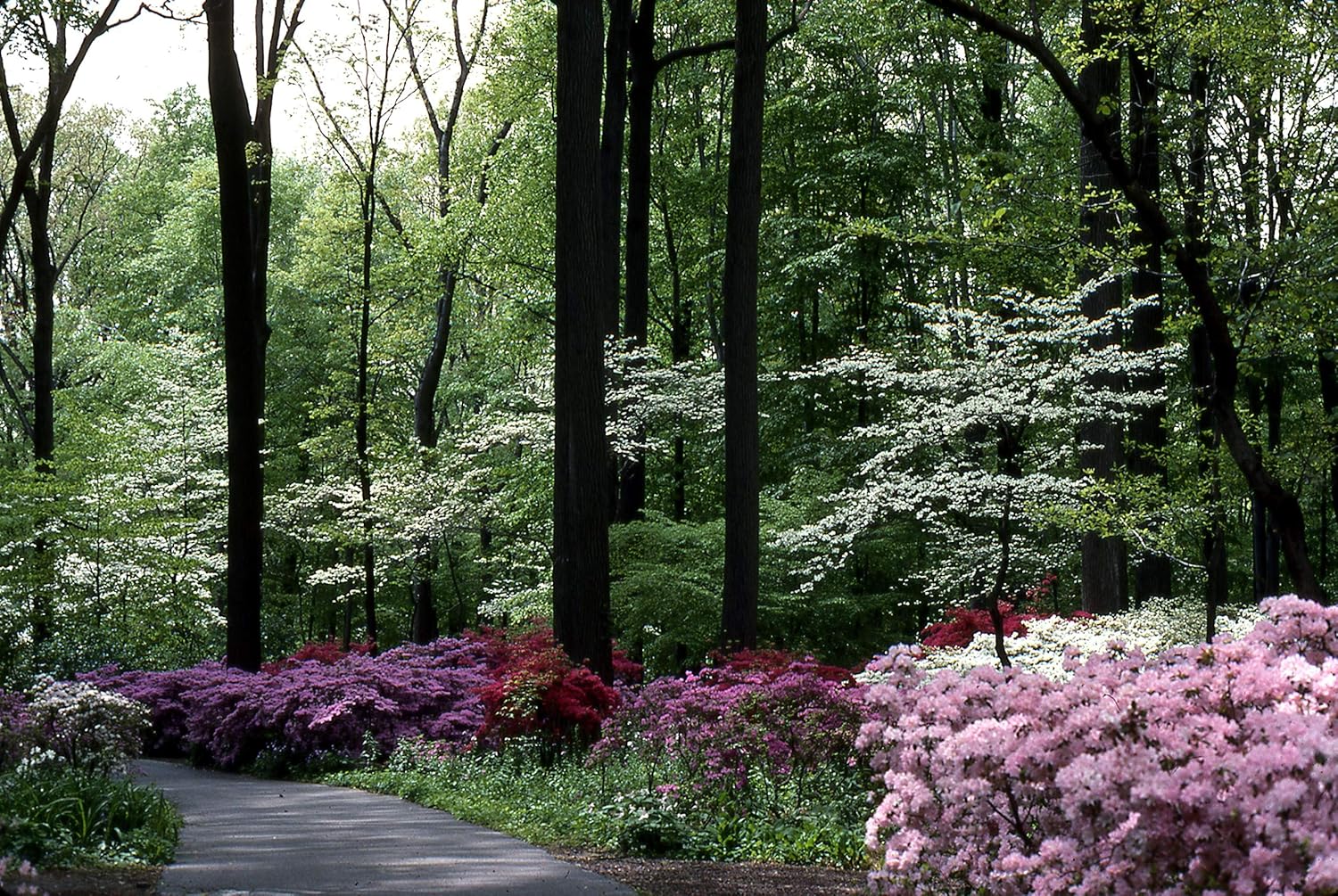 Azalea Prize - 3 Live Plants - Pink/Red Flowering Rhododendron Shrub