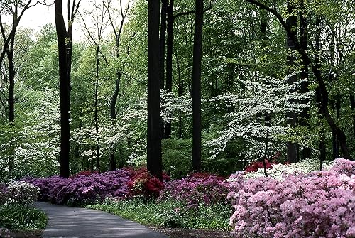 Azalea George Tabor - 3 plantas vivas - Orquídea claraRododendro de flores blancas