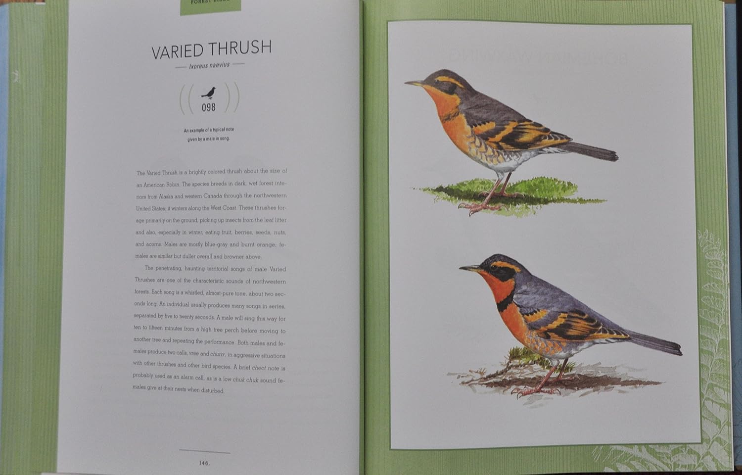 Bird Songs: 250 North American Birds in Song