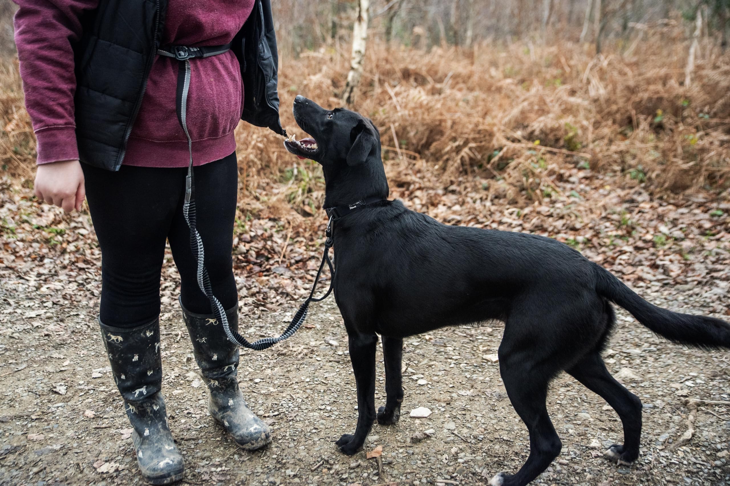 Mountain Paws Laisse de Course pour Chien | À Main ou à la Taille avec poignée en néoprène Doux 1,4 m