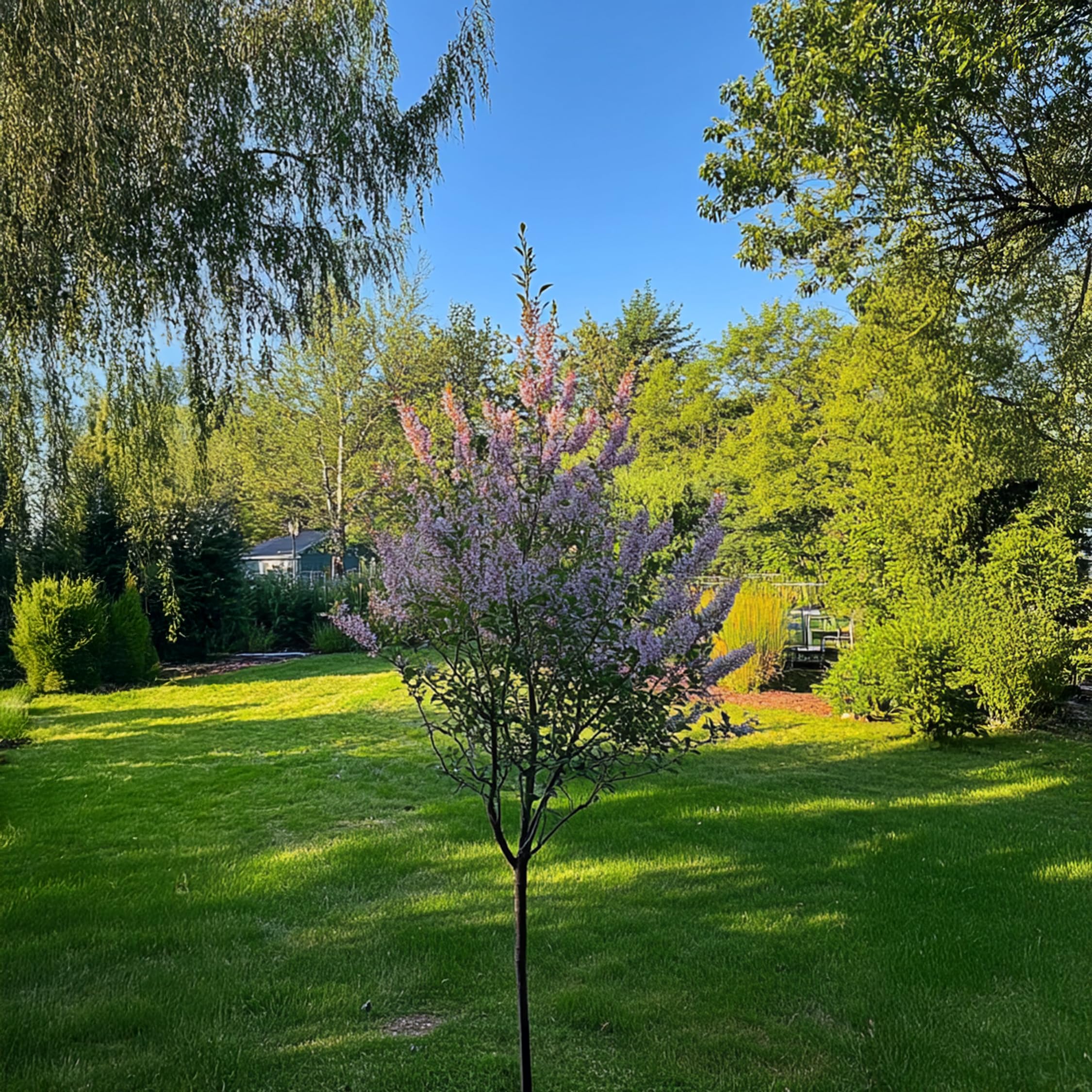 Plant in a Box - Salix integra 'Flamingo' - Set de 2 - Plante exterieur jardin persistant - Saule crevette - Saule panaché - Pot 17cm - Hauteur 60-80cm