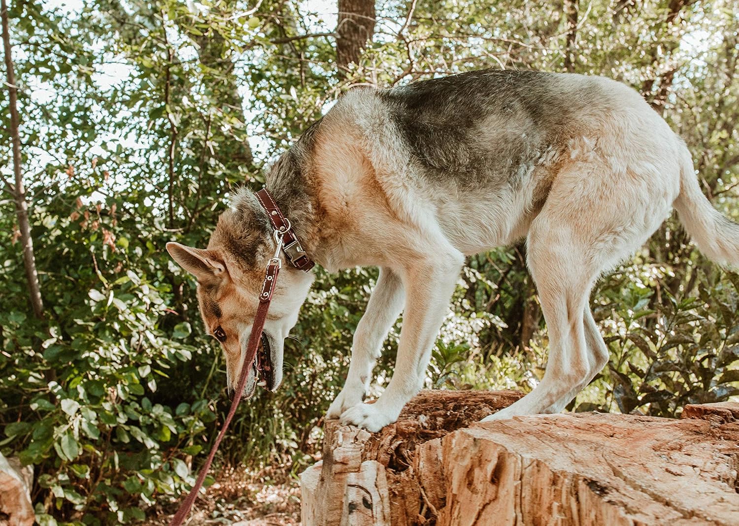 Euro Dog Leash Affordable European Luxury Burgundy Leather Dog Lead Made in USA