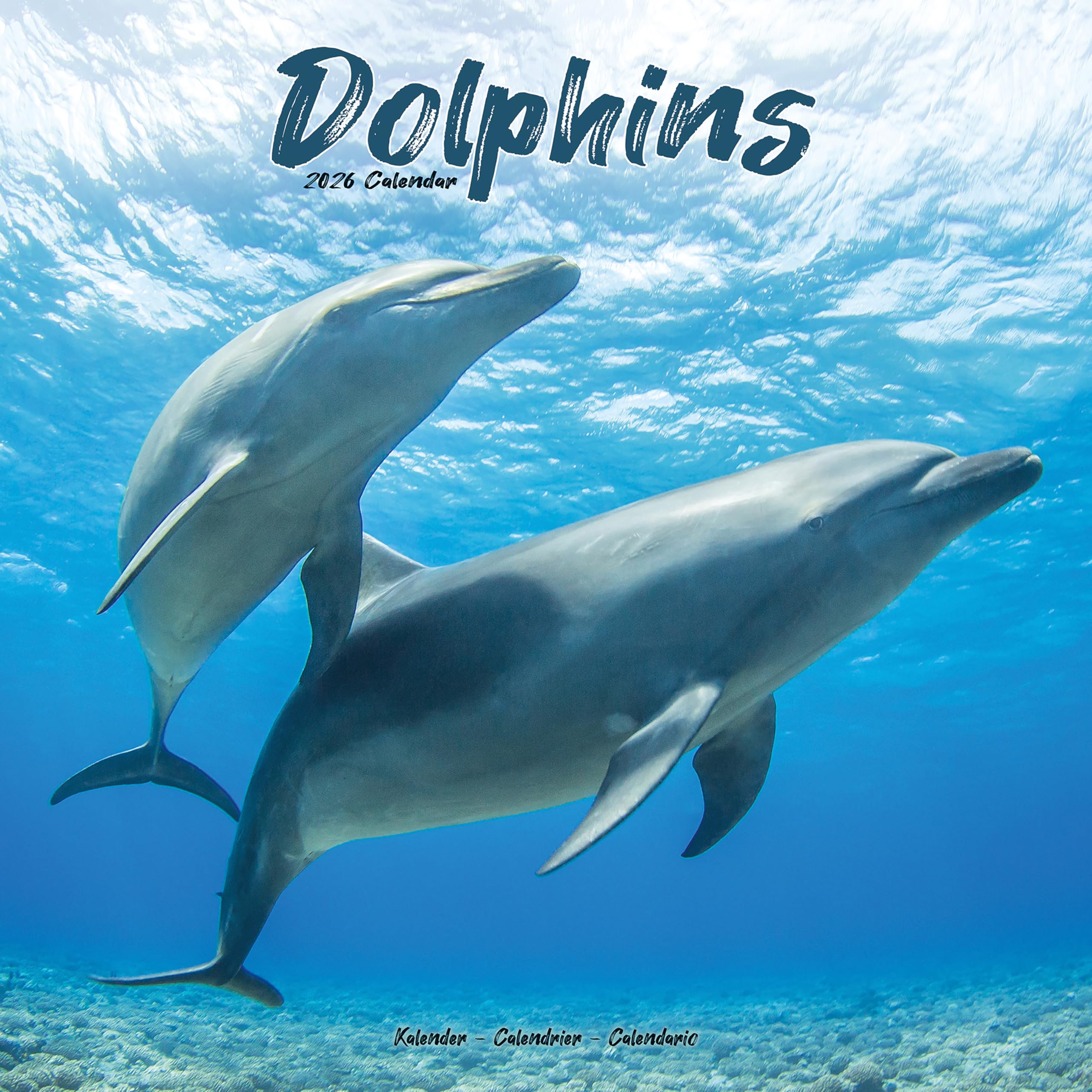 Dolphins 2026 Calendar | Square Wall Calendar | Animal Gift | Plastic Free Packaging | by Avonside Publishing