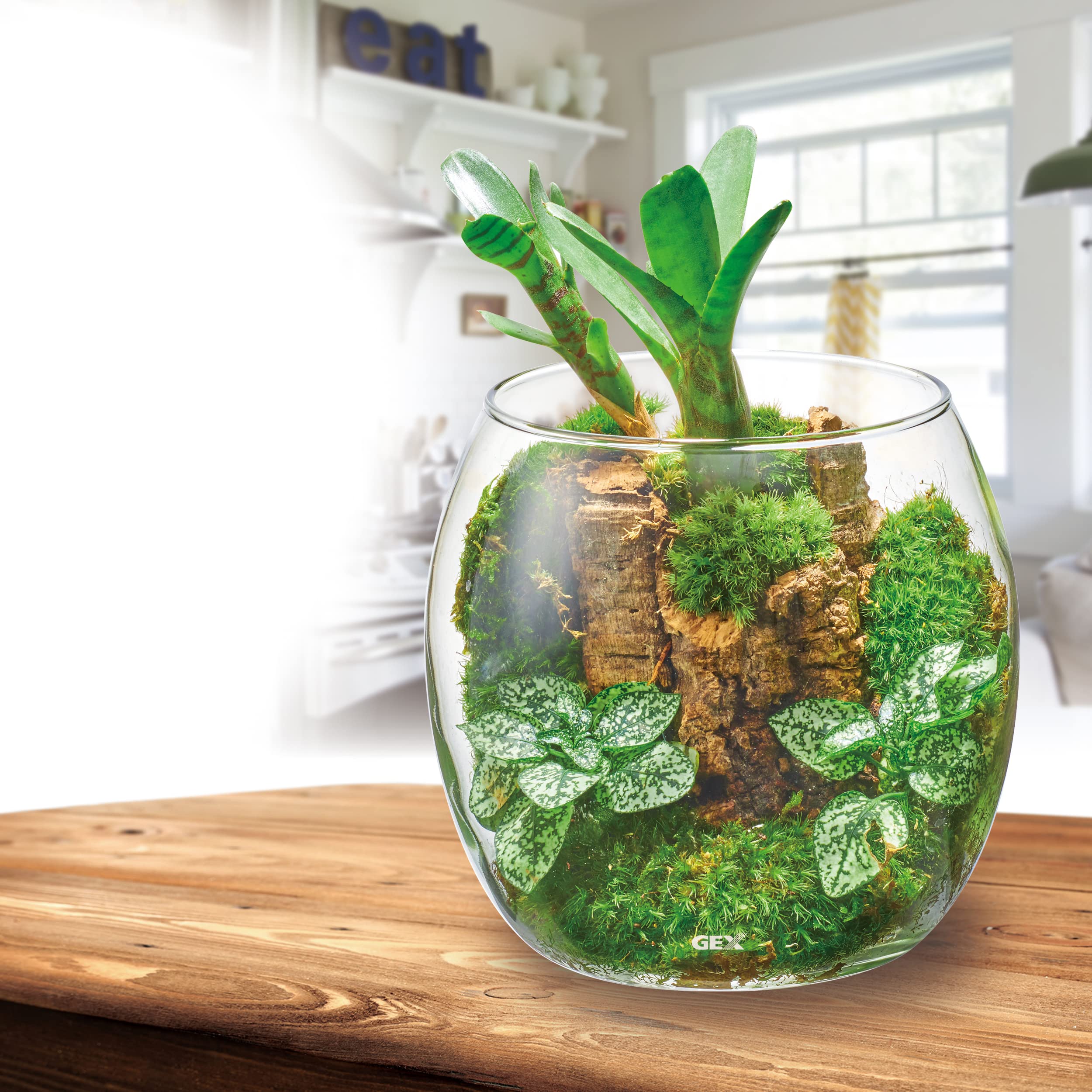 Amazon | GEX AQUARIUM グラスアクア ドロップ-N アクアリウム 小型