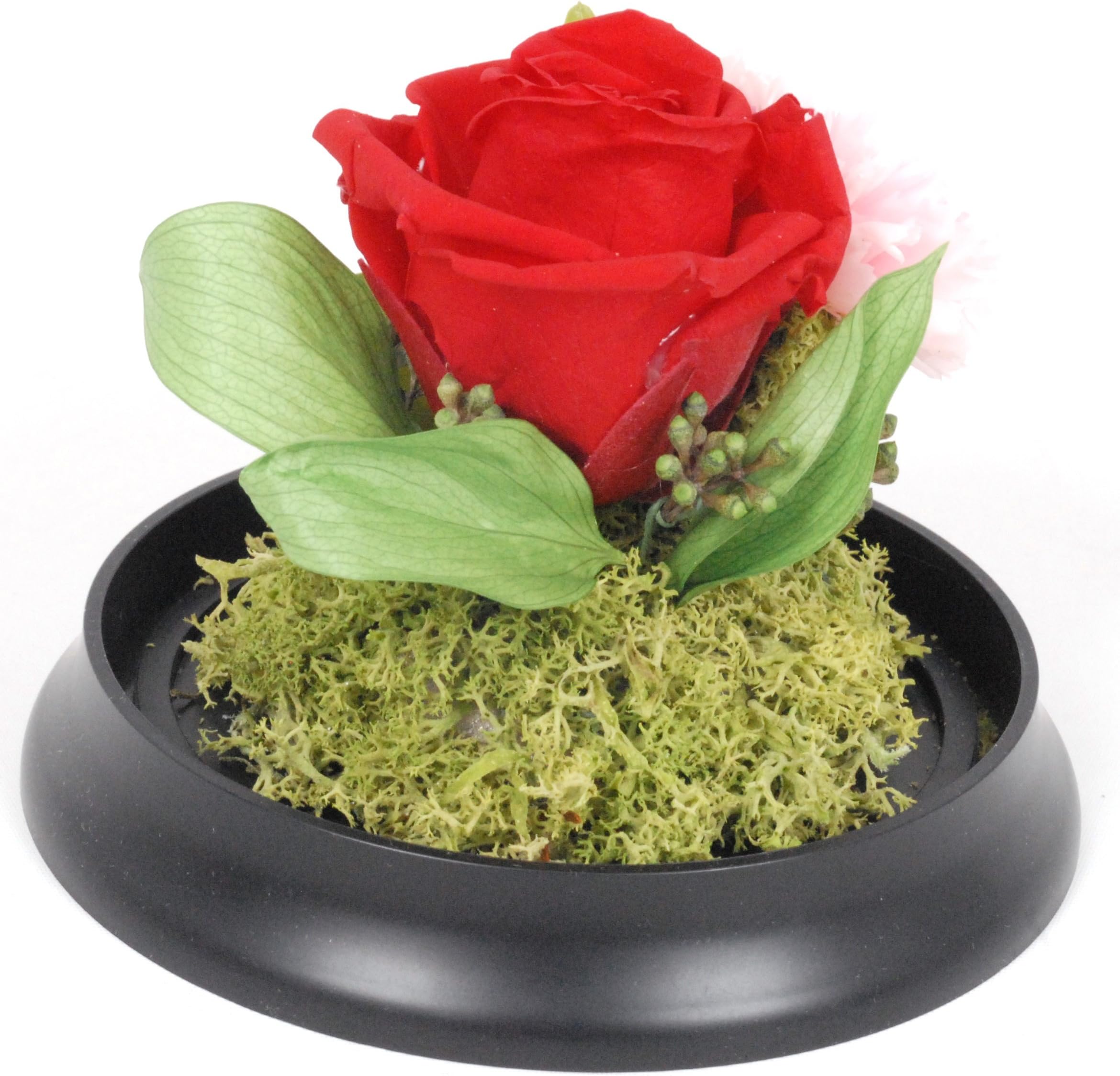 Natural Rose Preserved Flower in Durable Acrylic Circle Case-RED