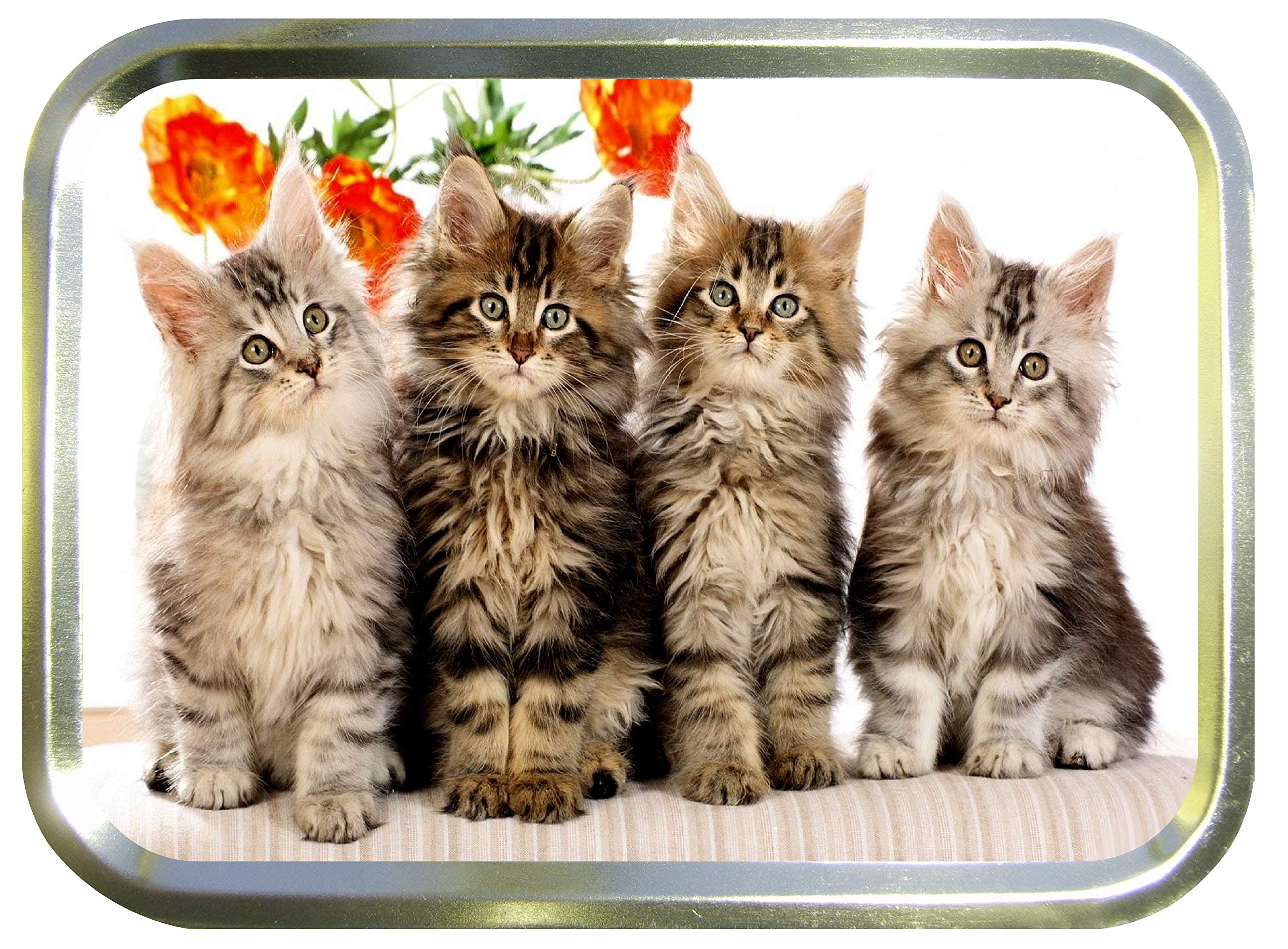 TEEZ Four Kittens 2oz Gold Tobacco Tin,Baccy Tin, Smoking Tin