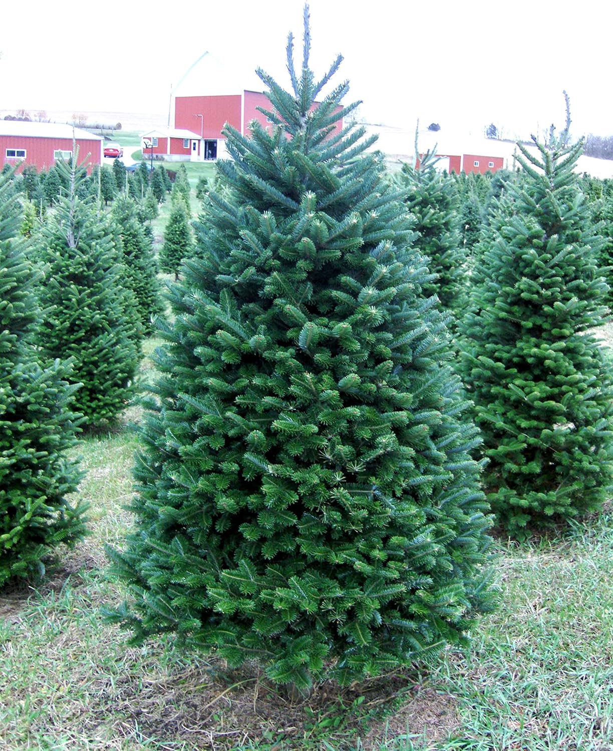 Real Christmas Tree 6 Foot Balsam Fir Home & Kitchen