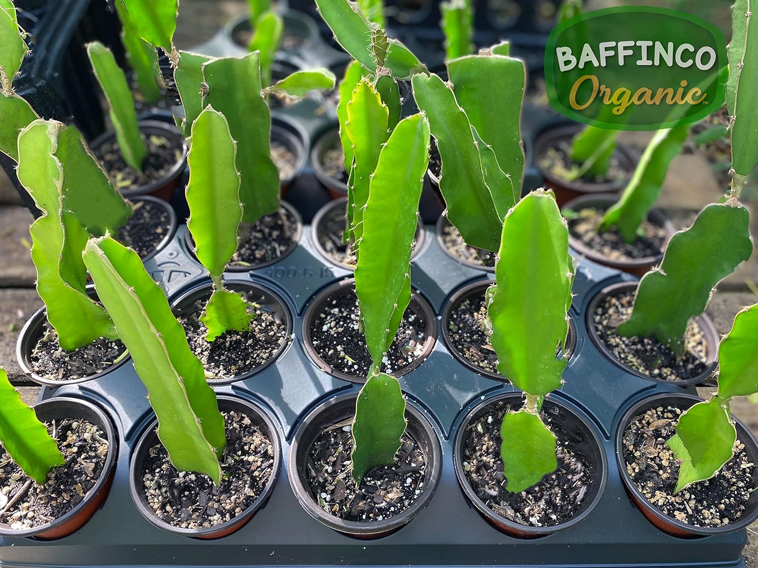 7” White Dragon Fruit Plant White Flesh Pitaya Edible Starter Plant Florida USA Grown by BAFFINCO ORGANIC