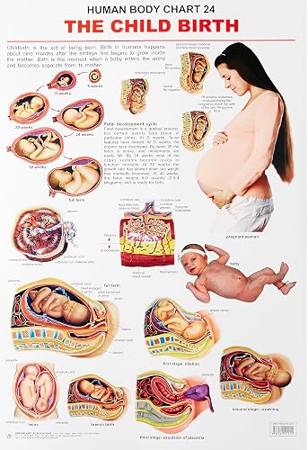 The Child Birth Wall Chart (Human Body Chart) - Both Side Hard Laminated (Size 48 x 73 cm)