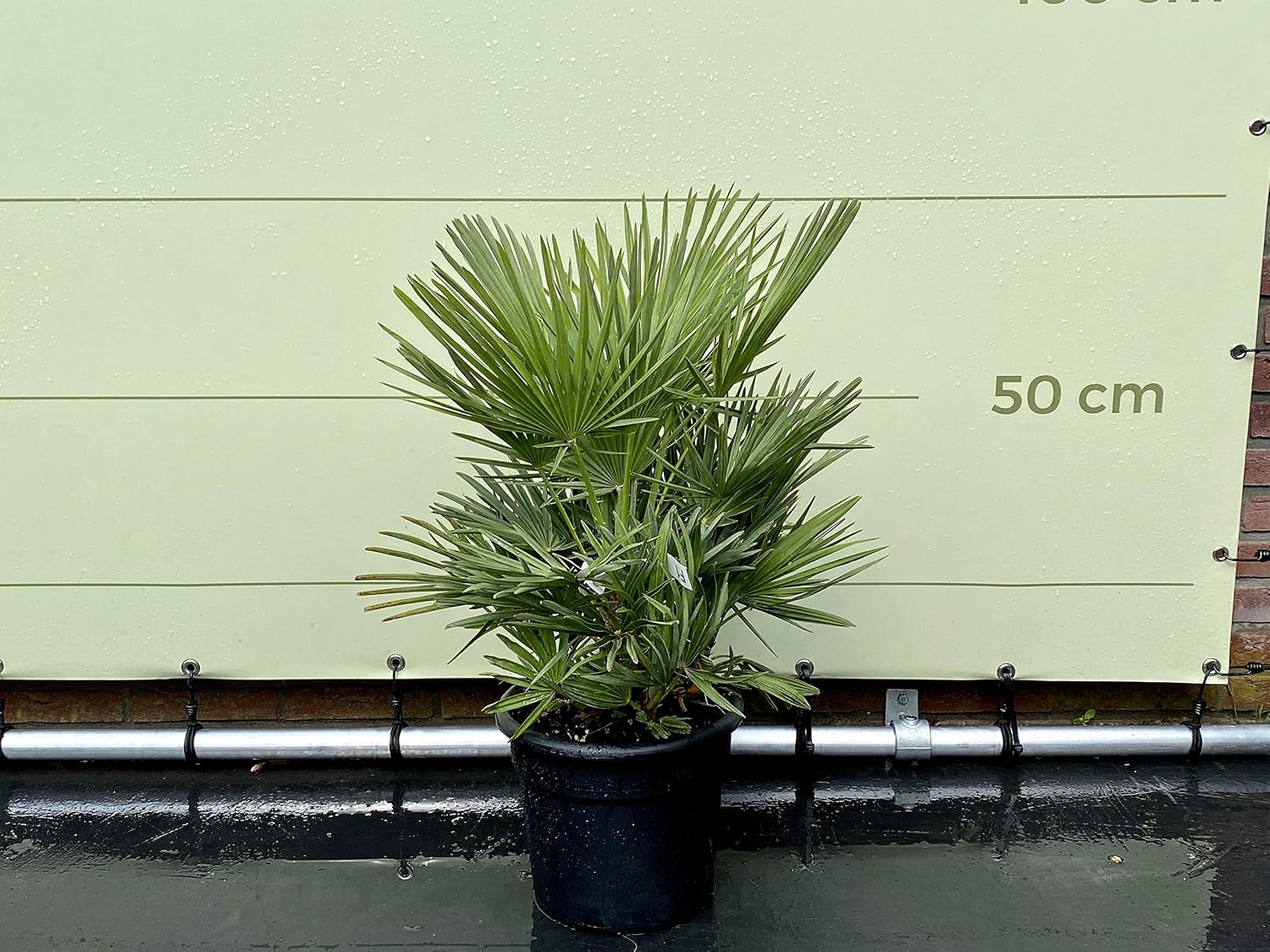 Palmier nain - 70/90 cm - Résistant à l'hiver - Chamaerops humilis