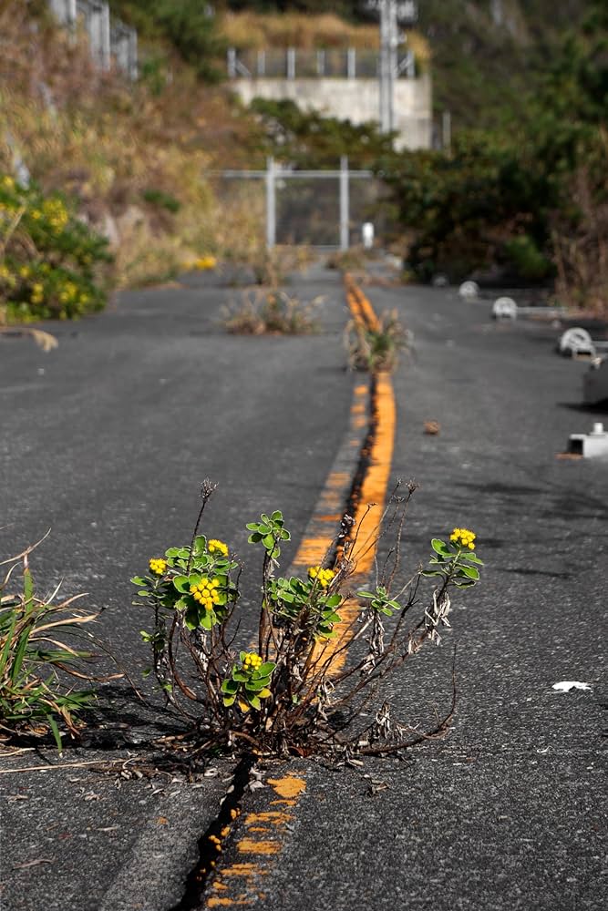 DVD 廃墟賛歌 廃道クエスト 廃道レガシイ 廃道ビヨンド 3枚
