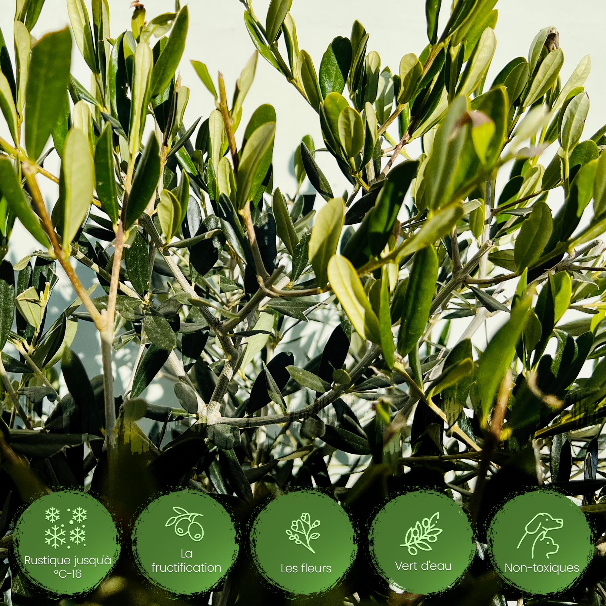 Tropictrees Olivier Naturel, Véritable Olivier Arbre avec Un Tronc de 160 cm de Hauteur, 6-8 cm de Circonférence, Plante Exterieur Jardin et Arbre Fruitier pour la Décoration