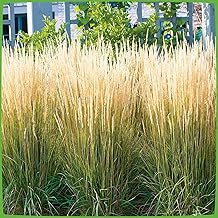 Garden riding grass 'Karl Foerster' - Calamagrostis x acutiflora - as hedge, structural plant, rose companion - winter-hardy ornamental grass from Garten Schlüter - plants in top quality