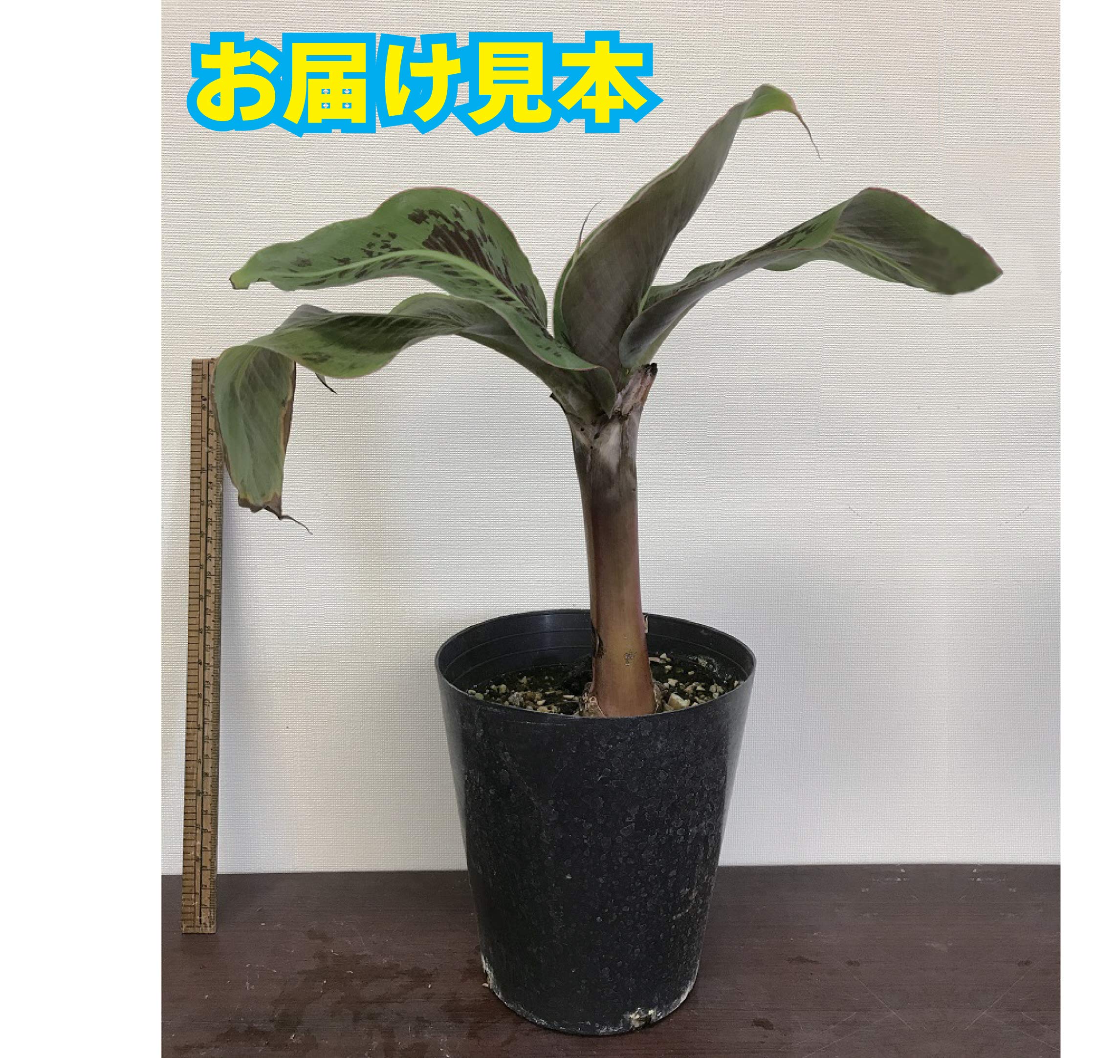 Amazon.co.jp: モンキーバナナ 苗 15cmポット大苗 草丈低くても