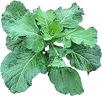 RDRSeeds 1000+ Georgia Southern Collard Greens Seeds - Heirloom Non-GMO USA Grown, Cold-Hardy for Fall Winter Gardens