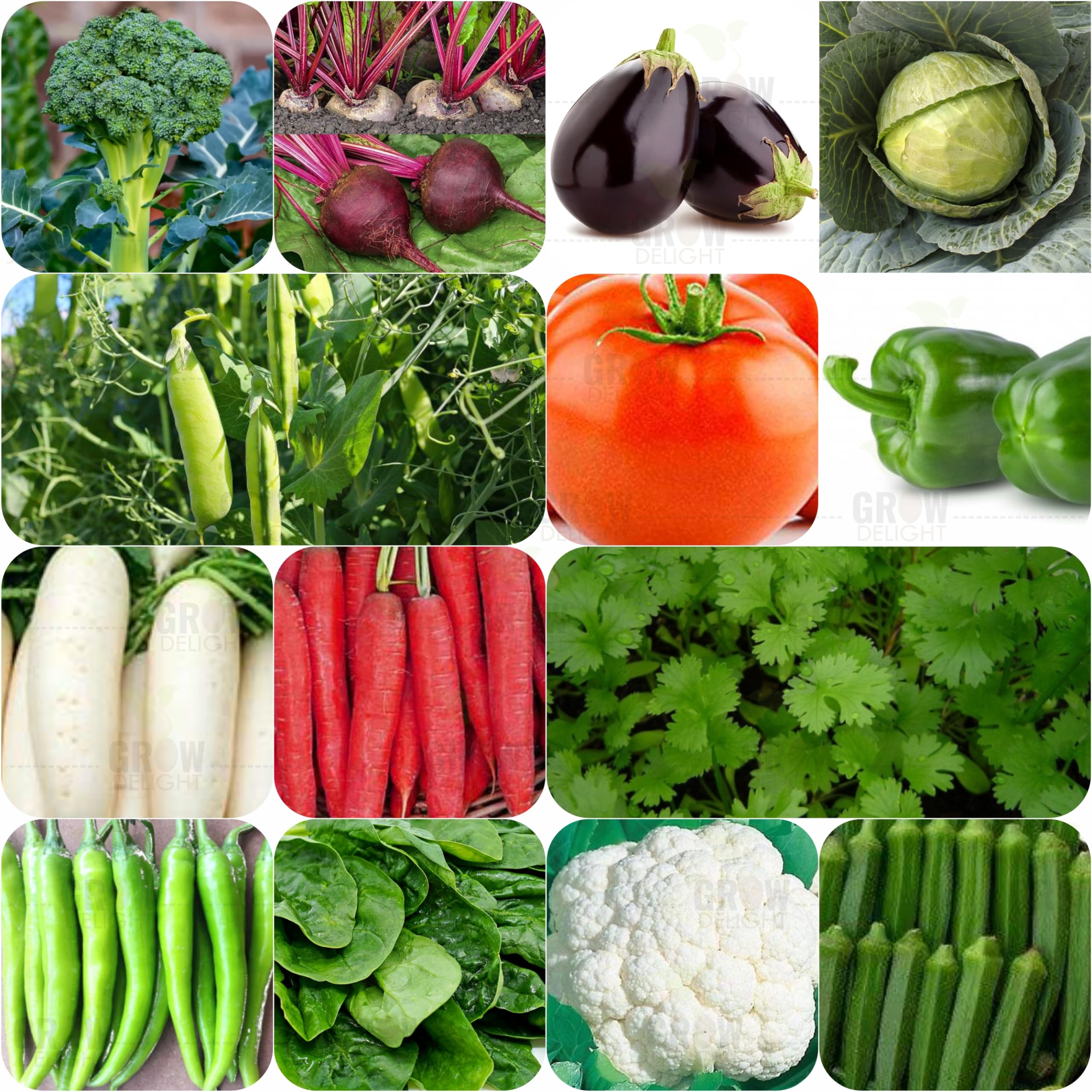 GROW DELIGHT 14 Vegetable Seeds for Home Garden, Organic & Hybrid, Perfect for Home Gardening, Planting For Pots and Patio (B0CMQ8X51L) Amazon Price History, Amazon Price Tracker