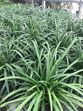 Liriope muscari Big Blue Monkey Grass - Flats of Eighteen 3.5 inch pots