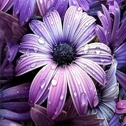 Virtual Rain Drops - Calm Rain Ambience App for Kindle Fire Phone  Tablet HD HDX Free