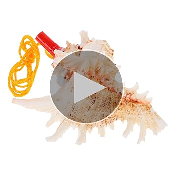 KID商店　ホラ貝 KID商店 ホラ貝 楽天市場】【 伊勢 宮忠 】【 No.76 法螺貝